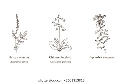 Collection of edible and medicinal plants. Hand drawn botanical vector illustration