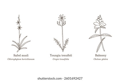 Collection of edible and medicinal plants. Hand drawn botanical vector illustration
