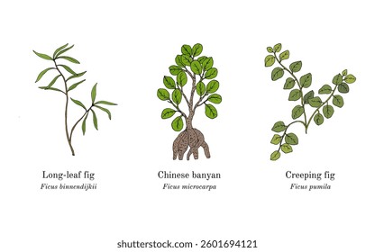 Collection of edible and medicinal plants. Hand drawn botanical vector illustration