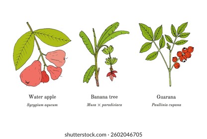 Collection of edible and medicinal plants. Hand drawn botanical vector illustration