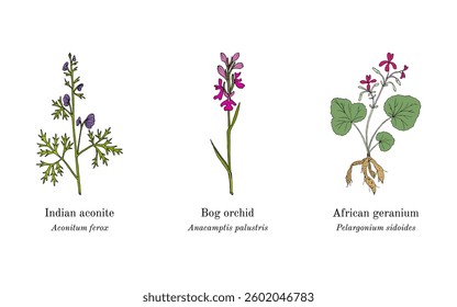 Collection of edible and medicinal plants. Hand drawn botanical vector illustration
