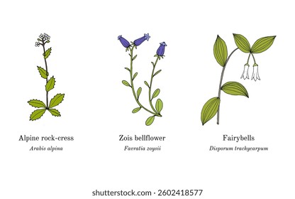 Collection of edible and medicinal plants. Hand drawn botanical vector illustration