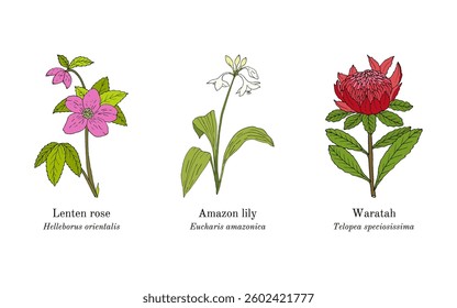 Collection of edible and medicinal plants. Hand drawn botanical vector illustration