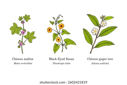 Collection of edible and medicinal plants. Hand drawn botanical vector illustration