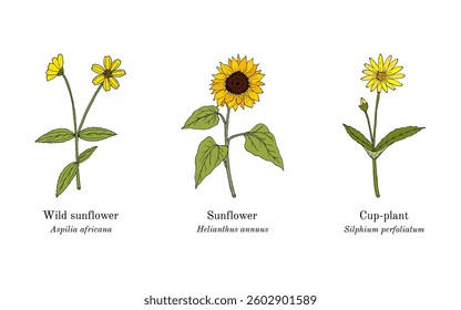 Collection of edible and medicinal plants. Hand drawn botanical vector illustration