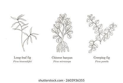 Collection of edible and medicinal plants. Hand drawn botanical vector illustration