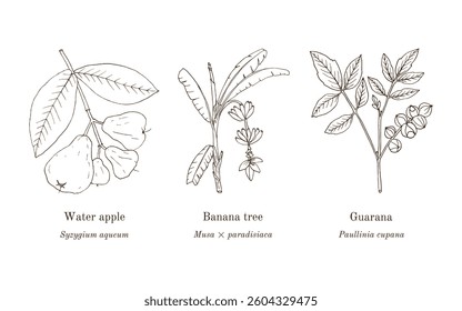 Collection of edible and medicinal plants. Hand drawn botanical vector illustration