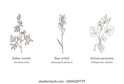 Collection of edible and medicinal plants. Hand drawn botanical vector illustration