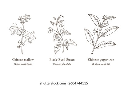 Collection of edible and medicinal plants. Hand drawn botanical vector illustration