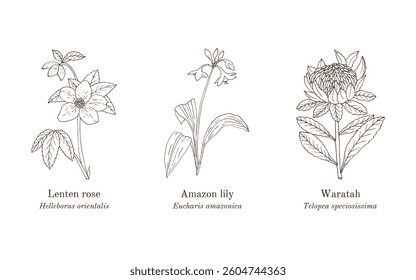 Collection of edible and medicinal plants. Hand drawn botanical vector illustration