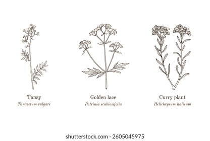 Collection of edible and medicinal plants. Hand drawn botanical vector illustration
