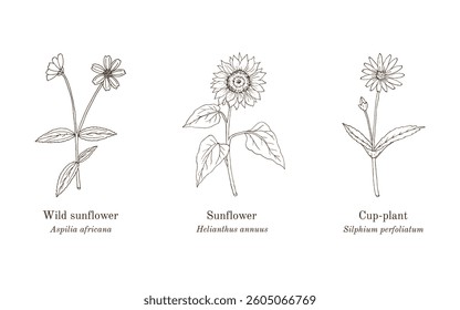 Collection of edible and medicinal plants. Hand drawn botanical vector illustration
