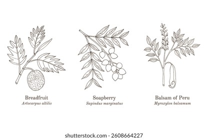 Collection of edible and medicinal plants. Hand drawn botanical vector illustration
