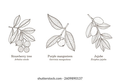 Collection of edible and medicinal plants. Hand drawn botanical vector illustration