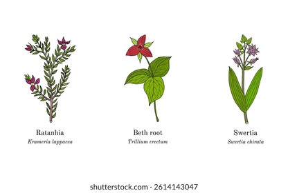 Collection of edible and medicinal plants. Hand drawn botanical vector illustration