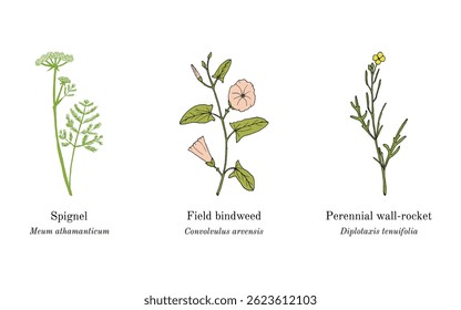 Collection of edible and medicinal plants. Hand drawn botanical vector illustration