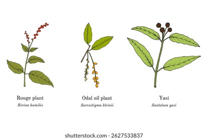 Collection of edible and medicinal plants. Hand drawn botanical vector illustration