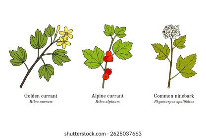 Collection of edible and medicinal plants. Hand drawn botanical vector illustration