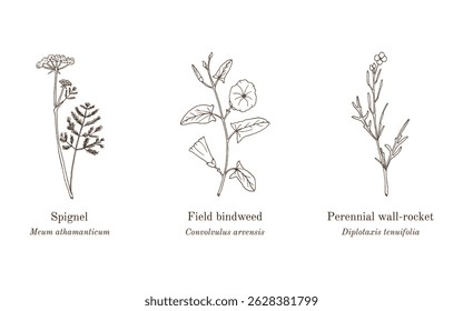 Collection of edible and medicinal plants. Hand drawn botanical vector illustration
