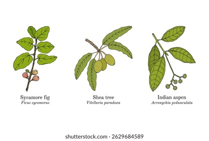 Collection of edible and medicinal plants. Hand drawn botanical vector illustration