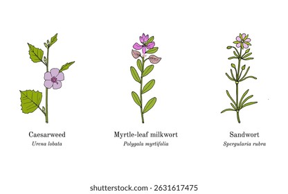Collection of edible and medicinal plants. Hand drawn botanical vector illustration