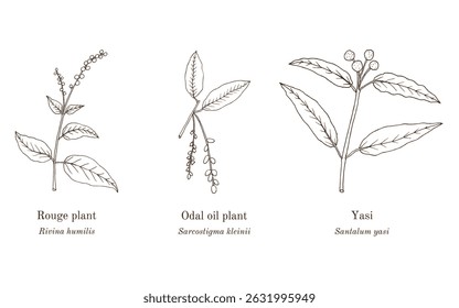 Collection of edible and medicinal plants. Hand drawn botanical vector illustration
