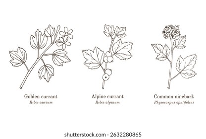 Collection of edible and medicinal plants. Hand drawn botanical vector illustration