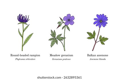 Collection of edible and medicinal plants. Hand drawn botanical vector illustration
