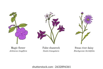 Collection of edible and medicinal plants. Hand drawn botanical vector illustration