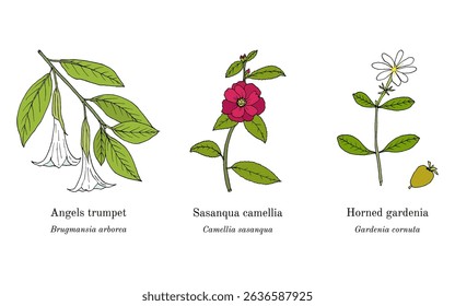 Collection of edible and medicinal plants. Hand drawn botanical vector illustration