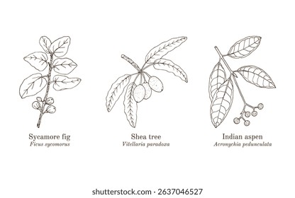 Collection of edible and medicinal plants. Hand drawn botanical vector illustration