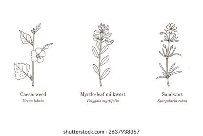Collection of edible and medicinal plants. Hand drawn botanical vector illustration