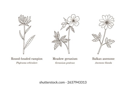Collection of edible and medicinal plants. Hand drawn botanical vector illustration