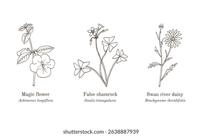 Collection of edible and medicinal plants. Hand drawn botanical vector illustration