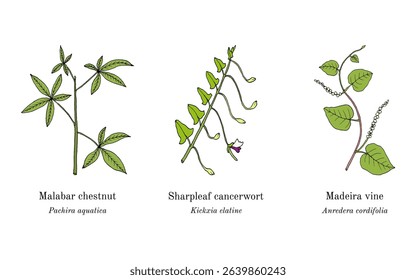 Collection of edible and medicinal plants. Hand drawn botanical vector illustration