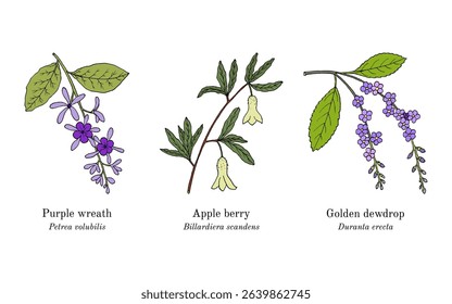 Collection of edible and medicinal plants. Hand drawn botanical vector illustration
