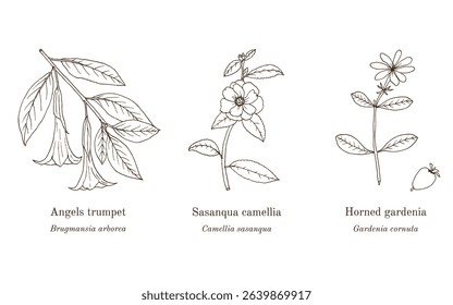 Collection of edible and medicinal plants. Hand drawn botanical vector illustration