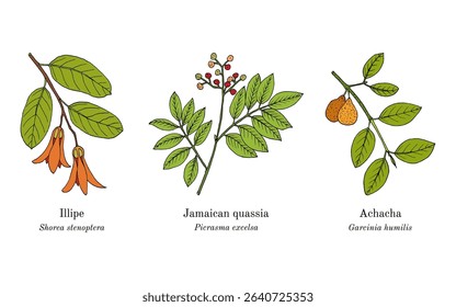 Collection of edible and medicinal plants. Hand drawn botanical vector illustration