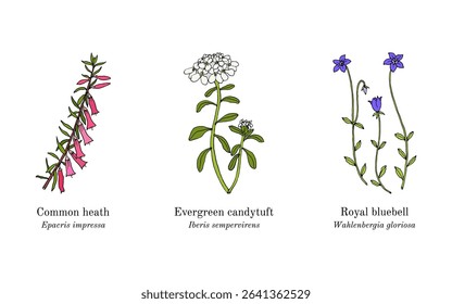 Collection of edible and medicinal plants. Hand drawn botanical vector illustration
