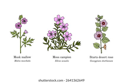Collection of edible and medicinal plants. Hand drawn botanical vector illustration