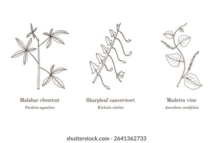Collection of edible and medicinal plants. Hand drawn botanical vector illustration