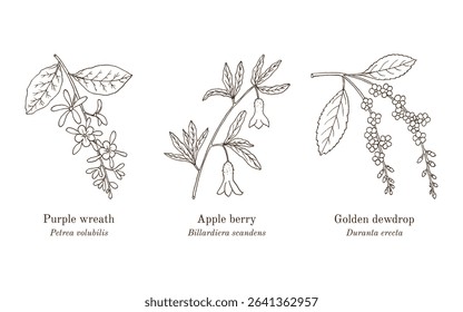 Collection of edible and medicinal plants. Hand drawn botanical vector illustration