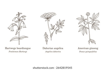 Collection of edible and medicinal plants. Hand drawn botanical vector illustration