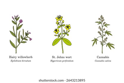 Colheita de plantas comestíveis e medicinais. Ilustração vetorial botânica desenhada à mão