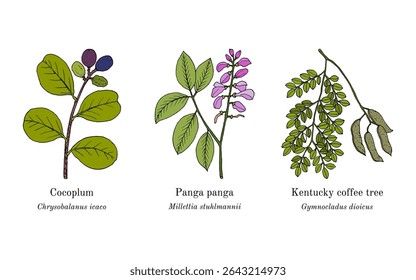 Colheita de plantas comestíveis e medicinais. Ilustração vetorial botânica desenhada à mão