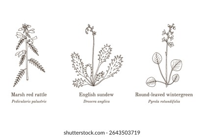 Collection of edible and medicinal plants. Hand drawn botanical vector illustration