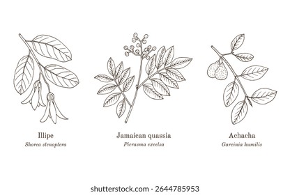 Colheita de plantas comestíveis e medicinais. Ilustração vetorial botânica desenhada à mão