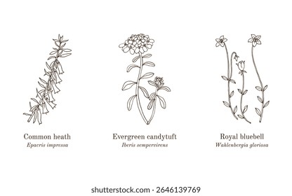 Colheita de plantas comestíveis e medicinais. Ilustração vetorial botânica desenhada à mão