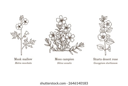 Colheita de plantas comestíveis e medicinais. Ilustração vetorial botânica desenhada à mão