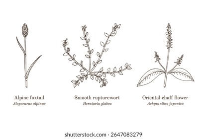 Colheita de plantas comestíveis e medicinais. Ilustração vetorial botânica desenhada à mão